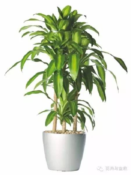 家里不宜養(yǎng)的花和植物_家里適合養(yǎng)植物_家中宜養(yǎng)植物有哪些