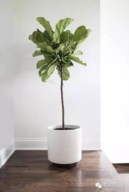 家里適合養(yǎng)植物_家中宜養(yǎng)植物有哪些_家里不宜養(yǎng)的花和植物