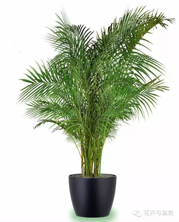 家里不宜養(yǎng)的花和植物_家里適合養(yǎng)植物_家中宜養(yǎng)植物有哪些