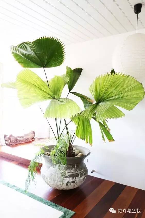 家里不宜養(yǎng)的花和植物_家中宜養(yǎng)植物有哪些_家里適合養(yǎng)植物