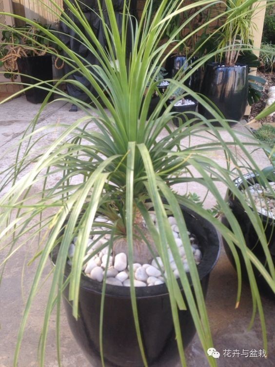 家里適合養(yǎng)植物_家中宜養(yǎng)植物有哪些_家里不宜養(yǎng)的花和植物