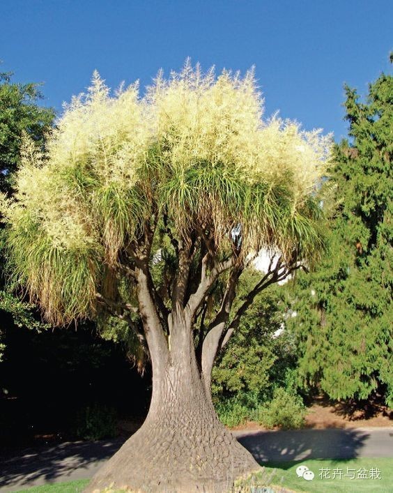 家里適合養(yǎng)植物_家中宜養(yǎng)植物有哪些_家里不宜養(yǎng)的花和植物