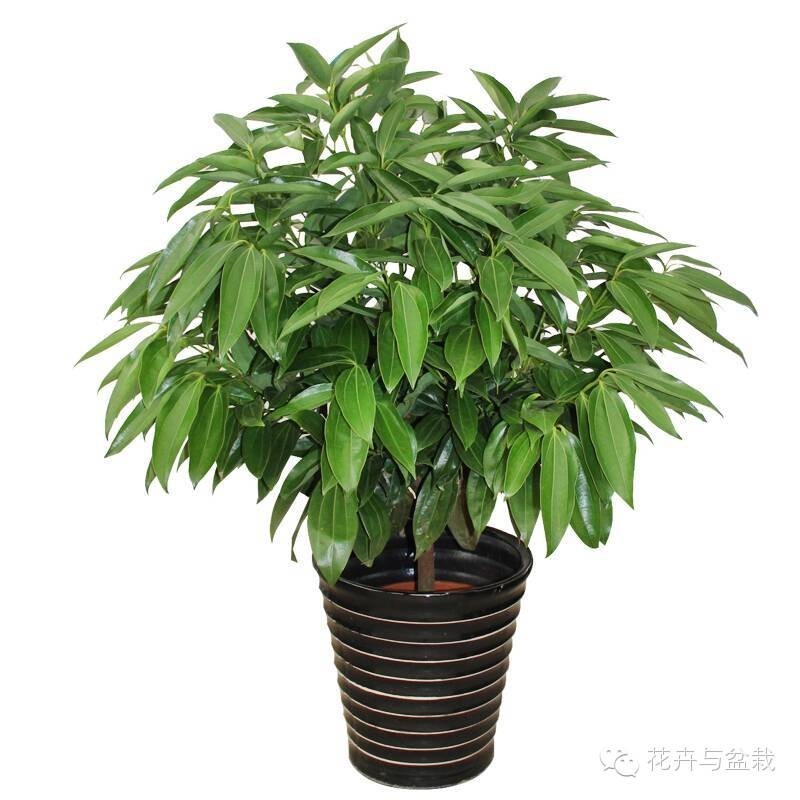 家中宜養(yǎng)植物有哪些_家里不宜養(yǎng)的花和植物_家里適合養(yǎng)植物