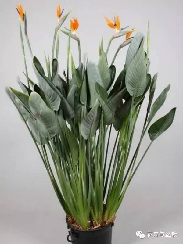 家中宜養(yǎng)植物有哪些_家里不宜養(yǎng)的花和植物_家里適合養(yǎng)植物