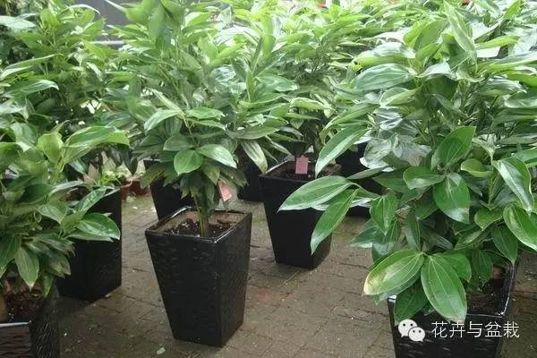 家中宜養(yǎng)植物有哪些_家里不宜養(yǎng)的花和植物_家里適合養(yǎng)植物