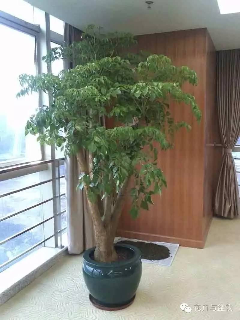 家里適合養(yǎng)植物_家里不宜養(yǎng)的花和植物_家中宜養(yǎng)植物有哪些