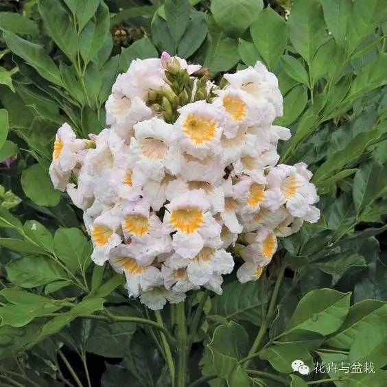 家里適合養(yǎng)植物_家里不宜養(yǎng)的花和植物_家中宜養(yǎng)植物有哪些