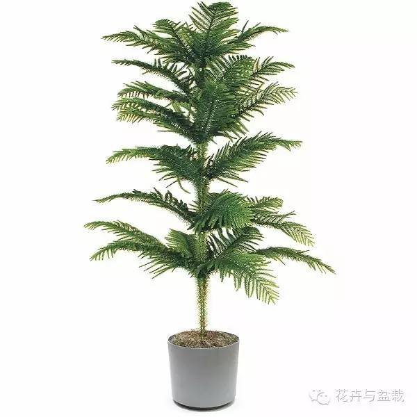 家里適合養(yǎng)植物_家里不宜養(yǎng)的花和植物_家中宜養(yǎng)植物有哪些