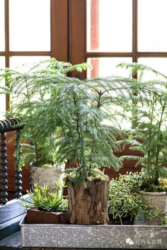 家里適合養(yǎng)植物_家中宜養(yǎng)植物有哪些_家里不宜養(yǎng)的花和植物