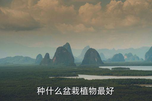 適合客廳的盆栽綠植,客廳養的小顆綠植