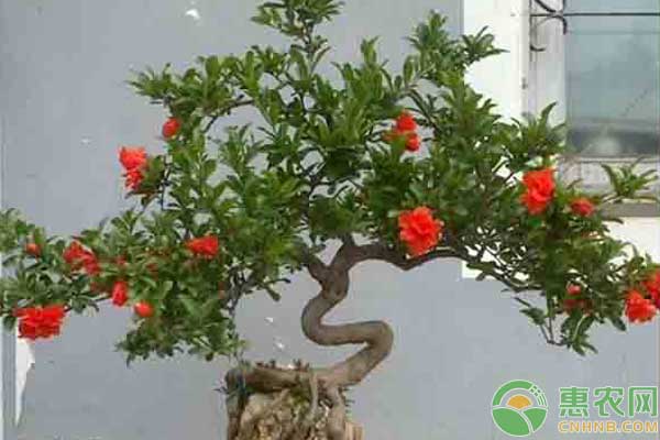 家里適合養(yǎng)什么花？這七種花一年四季都適合養(yǎng)家里！