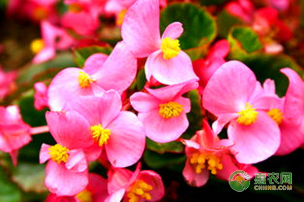 室內四季開花好養的花_開花四季室內養花好不好_室內花卉四季開花