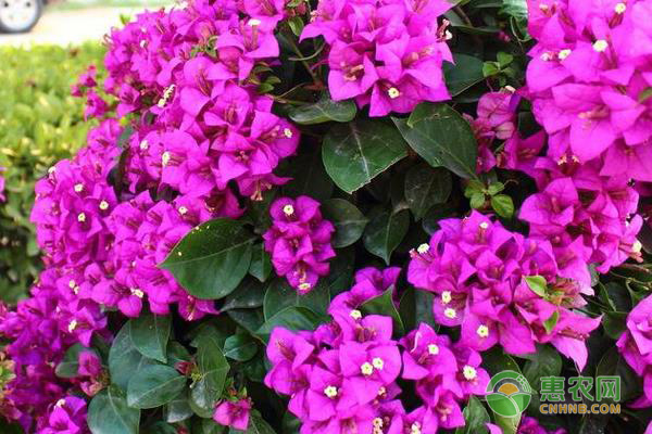 室內四季開花好養的花_開花四季室內養花好不好_室內花卉四季開花