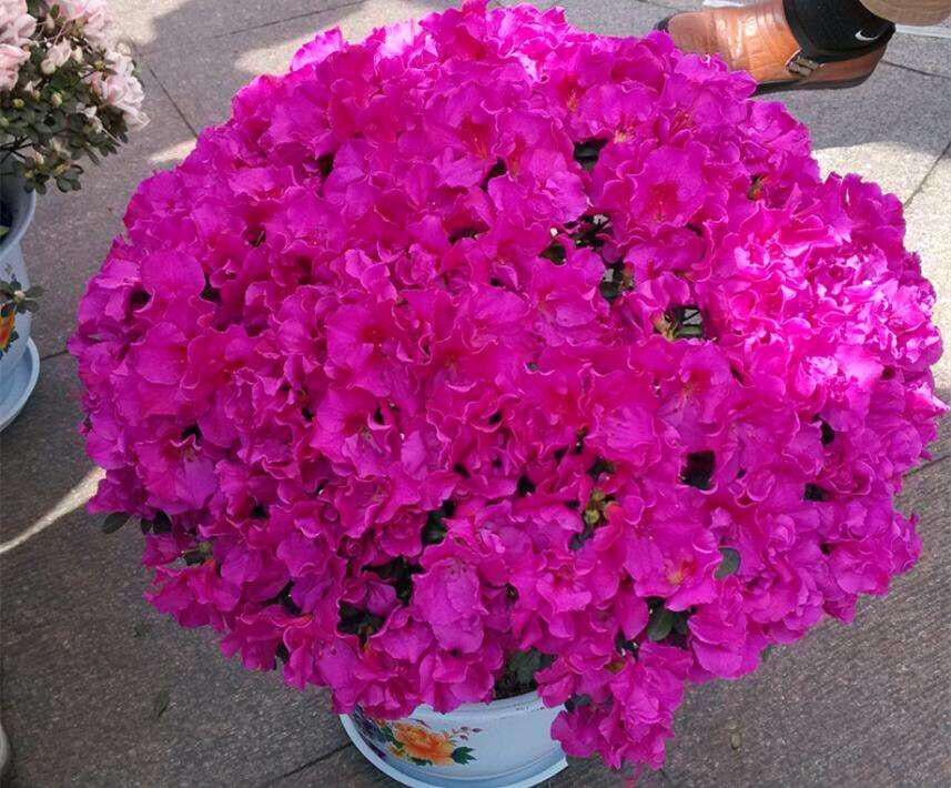 這3種花，比綠蘿還漂亮好養(yǎng)，花期長，易繁殖