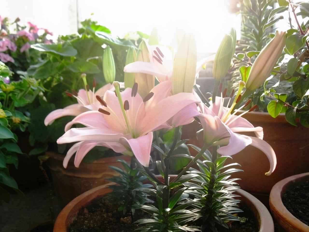 家養植物好養活_什么植物好養活_養植物養什么好