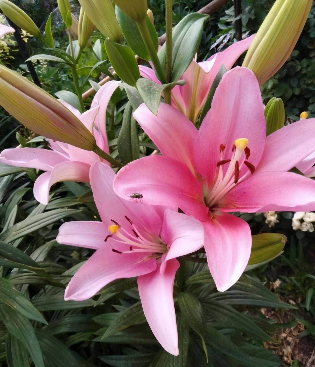 養植物養什么好_什么植物好養活_家養植物好養活