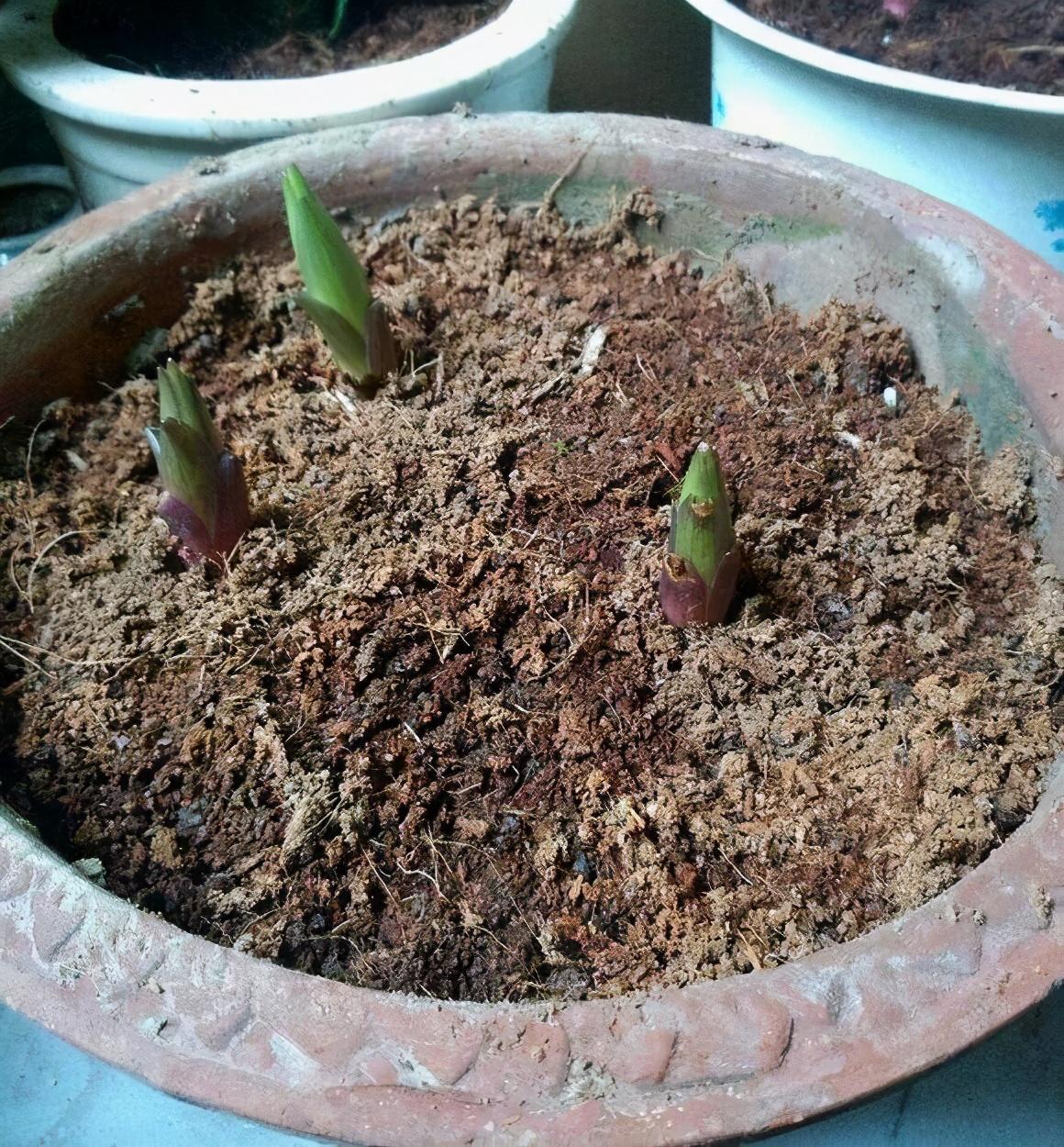 養植物養什么好_家養植物好養活_什么植物好養活