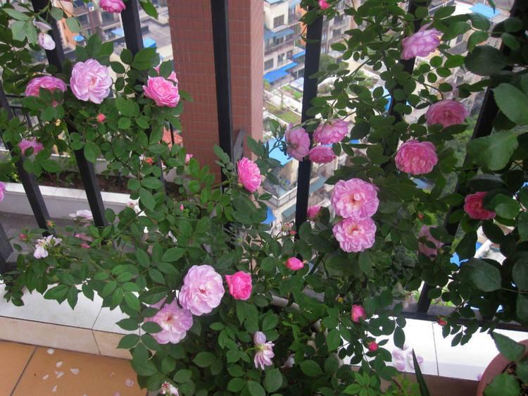 什么植物好養活_家養植物好養活_養植物養什么好