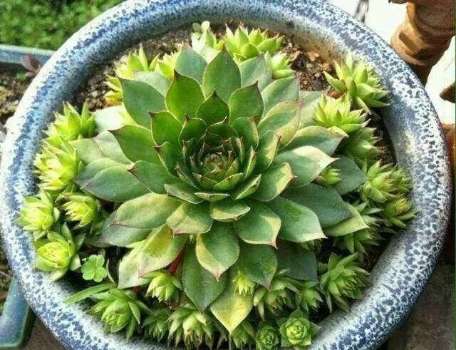 貴品種植物多肉比較好養嗎_多肉植物比較貴的品種_哪些多肉品種是貴貨