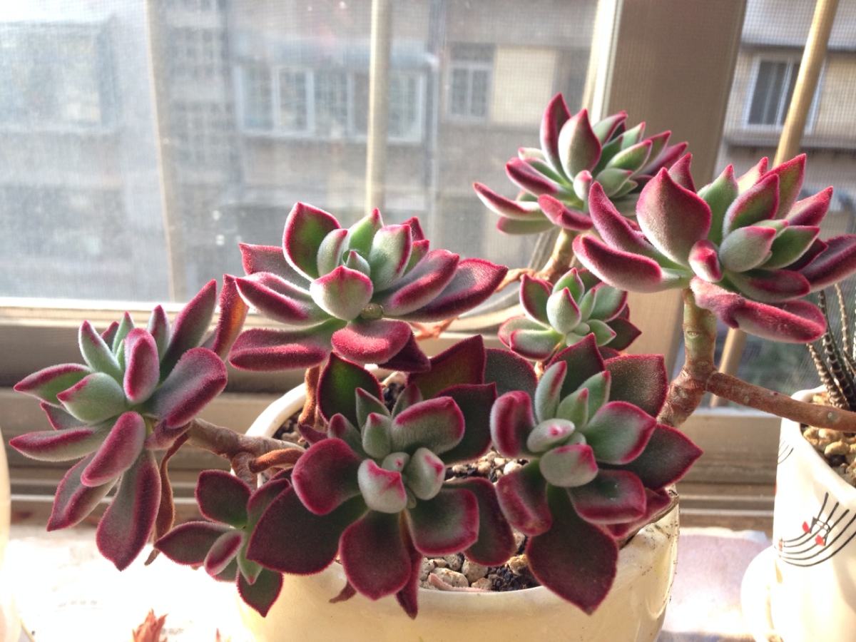 貴品種植物多肉比較好養嗎_多肉植物比較貴的品種_哪些多肉品種是貴貨