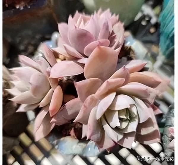粉色多肉花卉盆栽_粉色多肉怎么養_粉色的多肉花