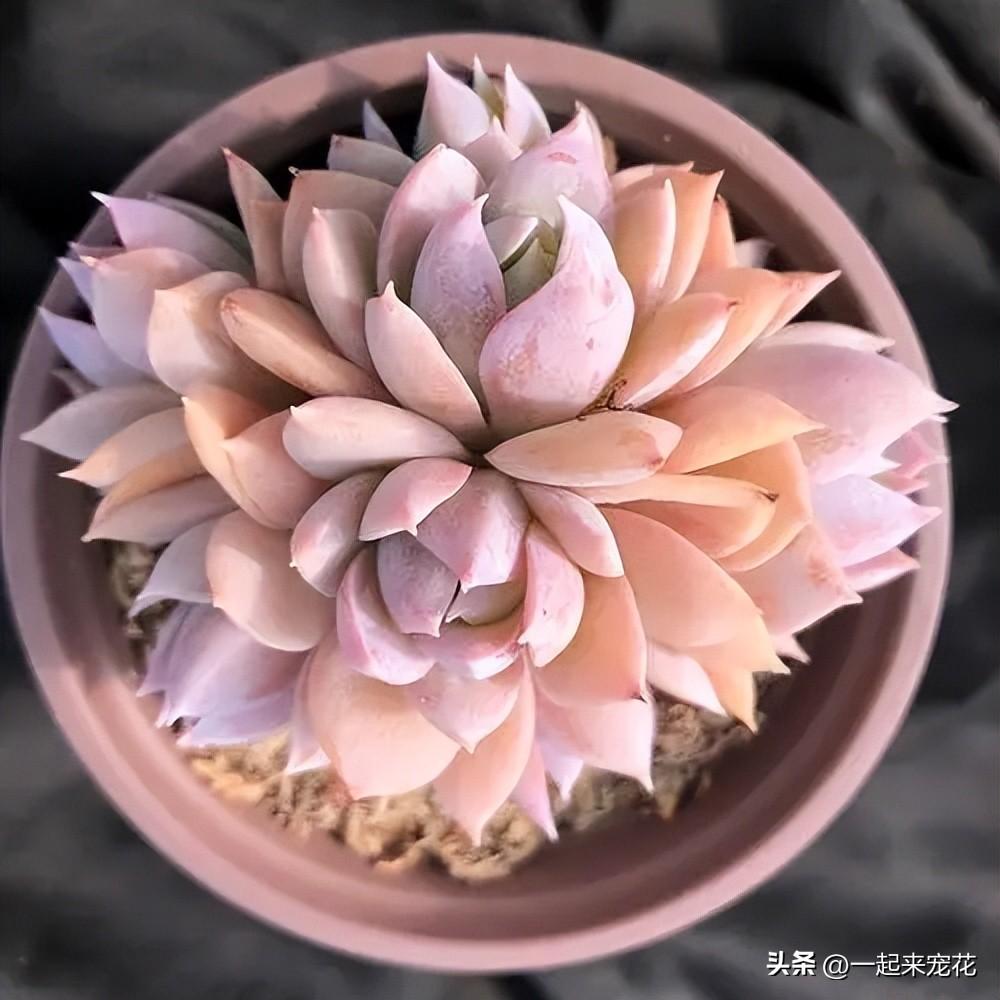 粉色多肉花卉盆栽_粉色多肉怎么養_粉色的多肉花
