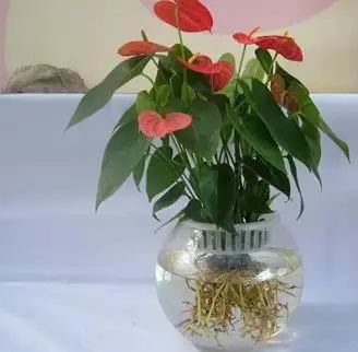 水養(yǎng)花有蚊子怎么辦_水養(yǎng)花有那些種內好養(yǎng)又漂亮_用水養(yǎng)的花有哪些