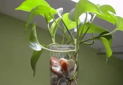 用水養(yǎng)的花有哪些_水養(yǎng)花有那些種內好養(yǎng)又漂亮_水養(yǎng)花有蚊子怎么辦