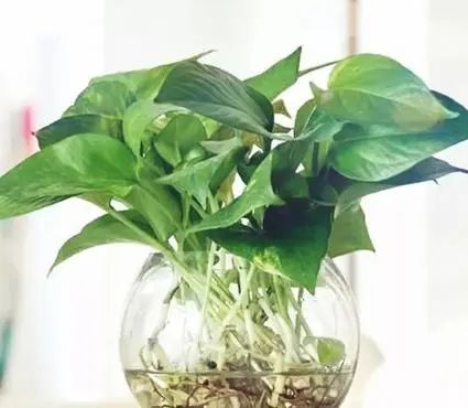 水養(yǎng)花有蚊子怎么辦_用水養(yǎng)的花有哪些_水養(yǎng)花有那些種內好養(yǎng)又漂亮