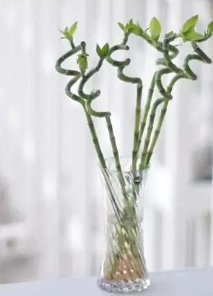 用水養(yǎng)的花有哪些_水養(yǎng)花有那些種內好養(yǎng)又漂亮_水養(yǎng)花有蚊子怎么辦