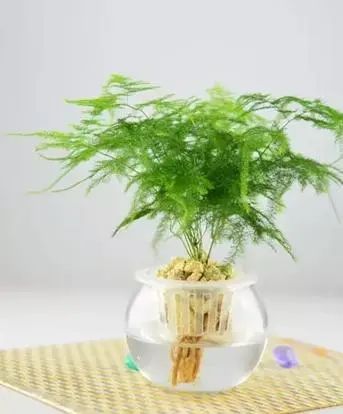 用水養(yǎng)的花有哪些_水養(yǎng)花有那些種內好養(yǎng)又漂亮_水養(yǎng)花有蚊子怎么辦