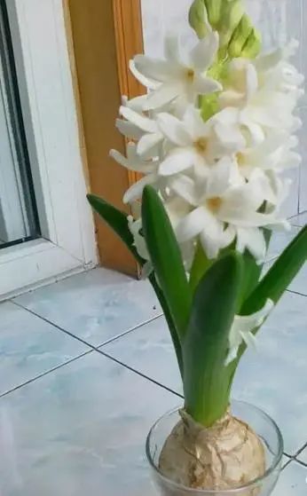 用水養(yǎng)的花有哪些_水養(yǎng)花有蚊子怎么辦_水養(yǎng)花有那些種內好養(yǎng)又漂亮