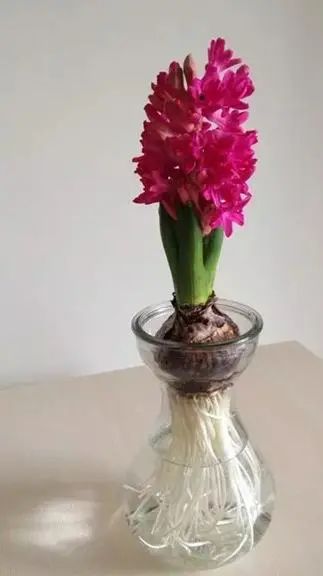 用水養(yǎng)的花有哪些_水養(yǎng)花有那些種內好養(yǎng)又漂亮_水養(yǎng)花有蚊子怎么辦