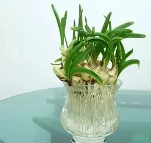 水養(yǎng)花有那些種內好養(yǎng)又漂亮_用水養(yǎng)的花有哪些_水養(yǎng)花有蚊子怎么辦