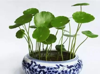 水養(yǎng)花有蚊子怎么辦_用水養(yǎng)的花有哪些_水養(yǎng)花有那些種內好養(yǎng)又漂亮