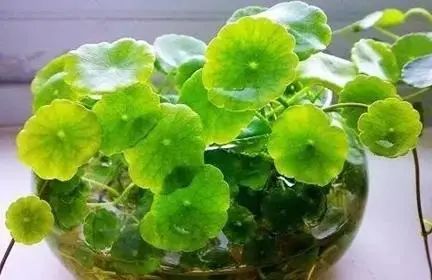 用水養(yǎng)的花有哪些_水養(yǎng)花有那些種內好養(yǎng)又漂亮_水養(yǎng)花有蚊子怎么辦
