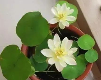 用水養(yǎng)的花有哪些_水養(yǎng)花有那些種內好養(yǎng)又漂亮_水養(yǎng)花有蚊子怎么辦