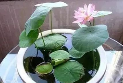 水養(yǎng)花有蚊子怎么辦_水養(yǎng)花有那些種內好養(yǎng)又漂亮_用水養(yǎng)的花有哪些