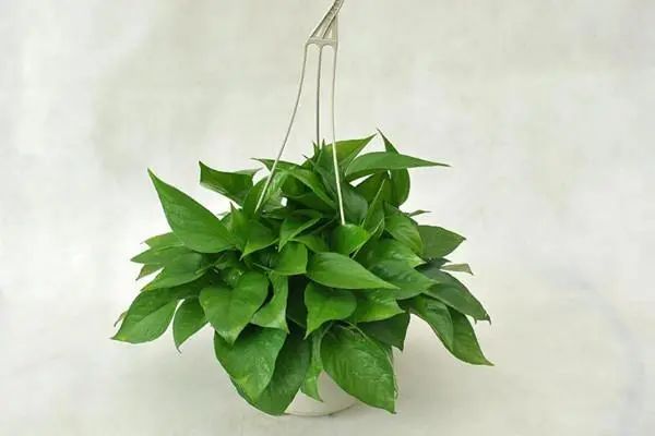 水養(yǎng)花有蚊子怎么辦_水養(yǎng)花有那些種內好養(yǎng)又漂亮_用水養(yǎng)的花有哪些