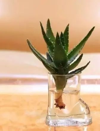 水養(yǎng)花有蚊子怎么辦_水養(yǎng)花有那些種內好養(yǎng)又漂亮_用水養(yǎng)的花有哪些