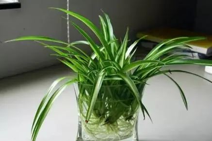 用水養(yǎng)的花有哪些_水養(yǎng)花有那些種內好養(yǎng)又漂亮_水養(yǎng)花有蚊子怎么辦