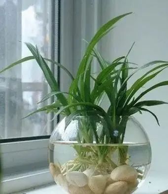水養(yǎng)花有蚊子怎么辦_用水養(yǎng)的花有哪些_水養(yǎng)花有那些種內好養(yǎng)又漂亮