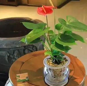 水養(yǎng)花有蚊子怎么辦_水養(yǎng)花有那些種內好養(yǎng)又漂亮_用水養(yǎng)的花有哪些