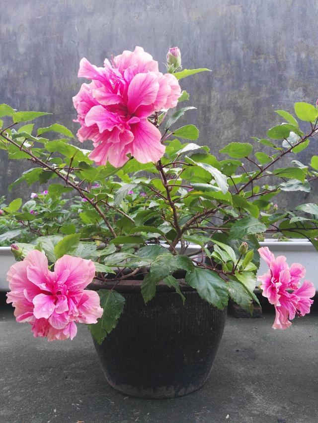 陽臺花卉推薦_花卉陽臺推薦品牌_陽臺花卉品種系列
