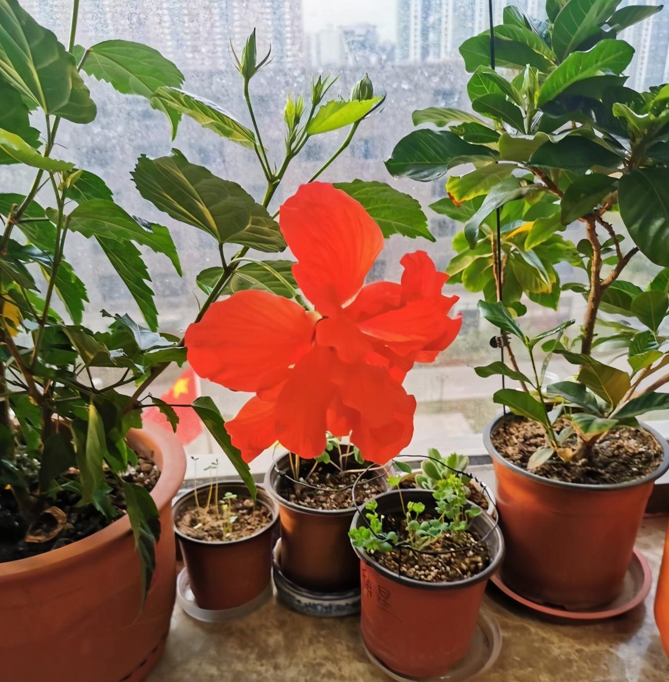 陽臺花卉推薦_陽臺花卉品種系列_花卉陽臺推薦品牌