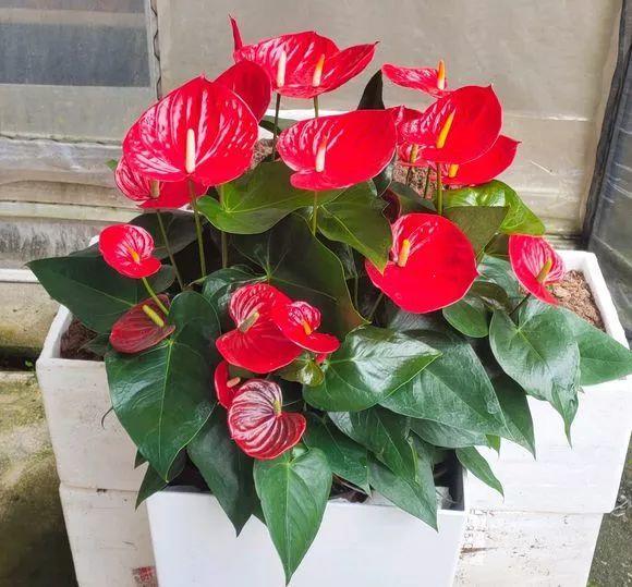 陽臺花卉品種系列_陽臺花卉推薦_花卉陽臺推薦品牌