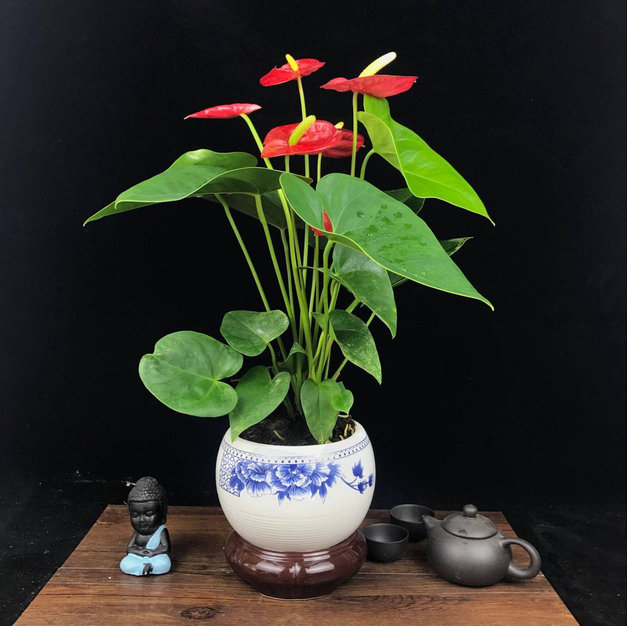 陽臺花卉品種系列_花卉陽臺推薦品牌_陽臺花卉推薦