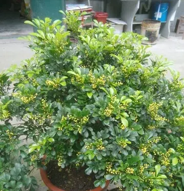 花卉陽臺推薦品牌_陽臺花卉品種系列_陽臺花卉推薦