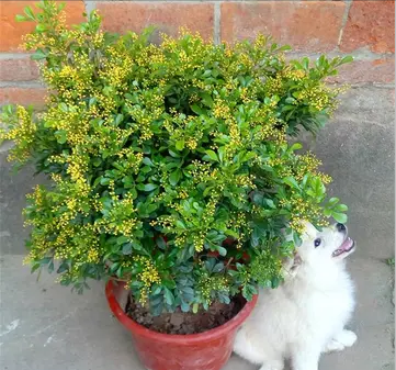 陽臺花卉推薦_花卉陽臺推薦品牌_陽臺花卉品種系列