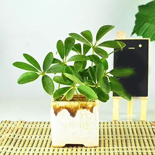 花卉綠植圖片_花卉綠植文案_花卉綠植